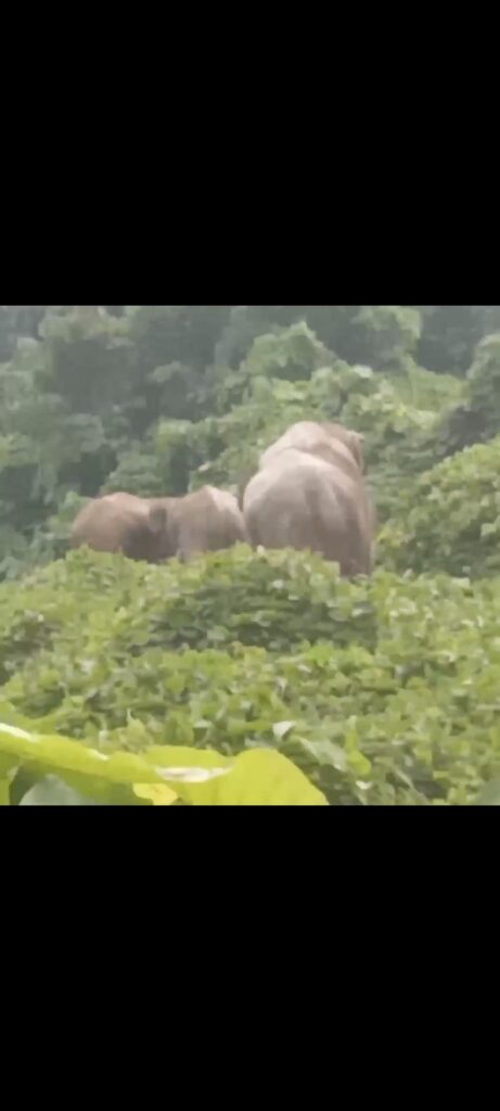 Kawanan gajah liar memasuki kebun warga di desa peunaron Baru kecamatan peunaron.