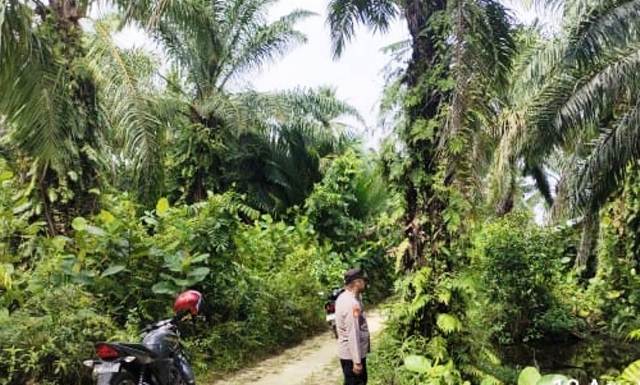 Antisipasi C3, Personel Polsek Peudawa di Perkebunan Sawit
