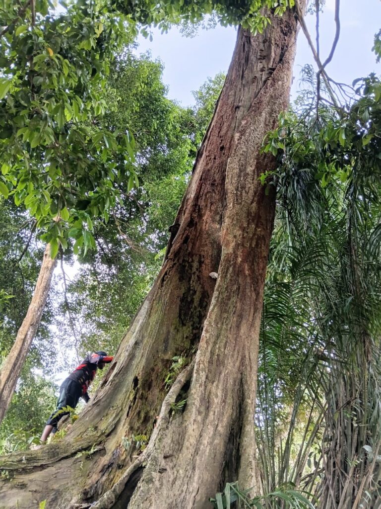 Misteri Pohon Kayu Besi di Makam Putri Nurul A’la Jejak Sejarah Abad ke-8