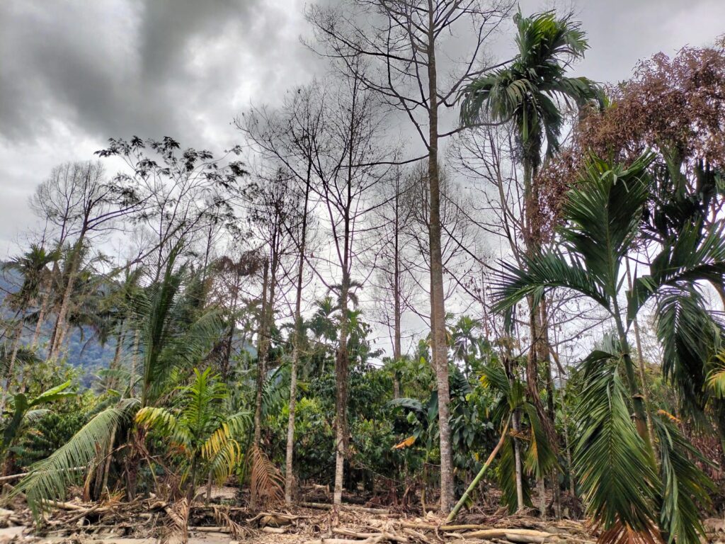 Fakta-fakta Banjir Dahsyat Di Lokop, Bentuk Sungai Baru dan Mematikan Tanaman