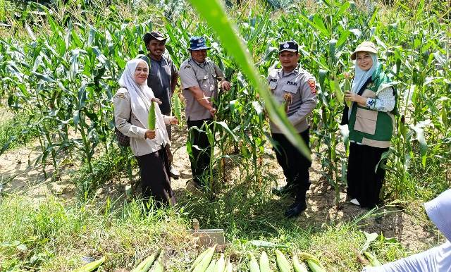 Polsek Darul Ihsan Panen Jagung Perdana Bersama Kelompok Tani Binaan