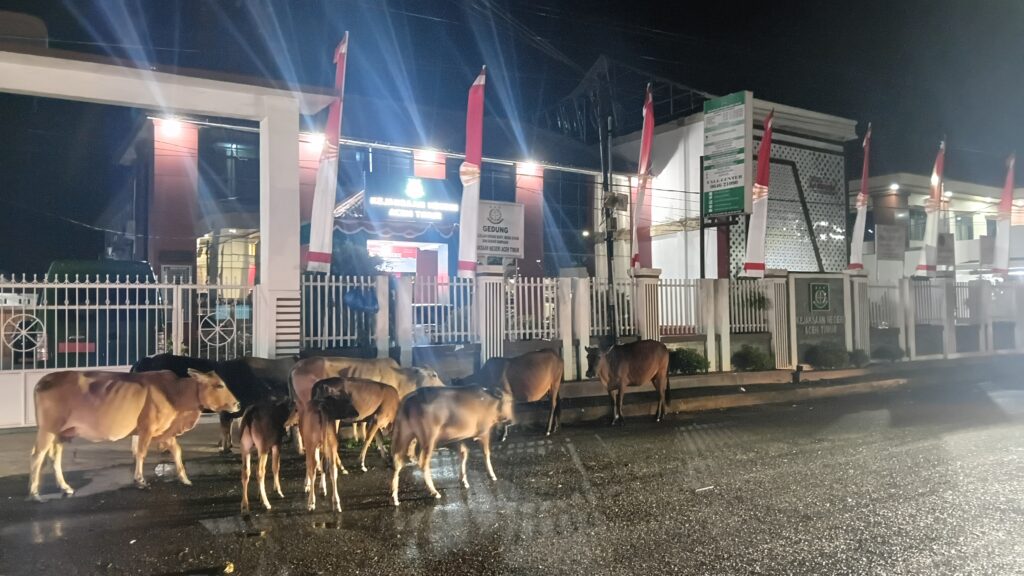 Gerombolan Sapi Kuasai Jalan Peutua Husen Idi,Berpotensi Bahayakan Pengguna Jalan