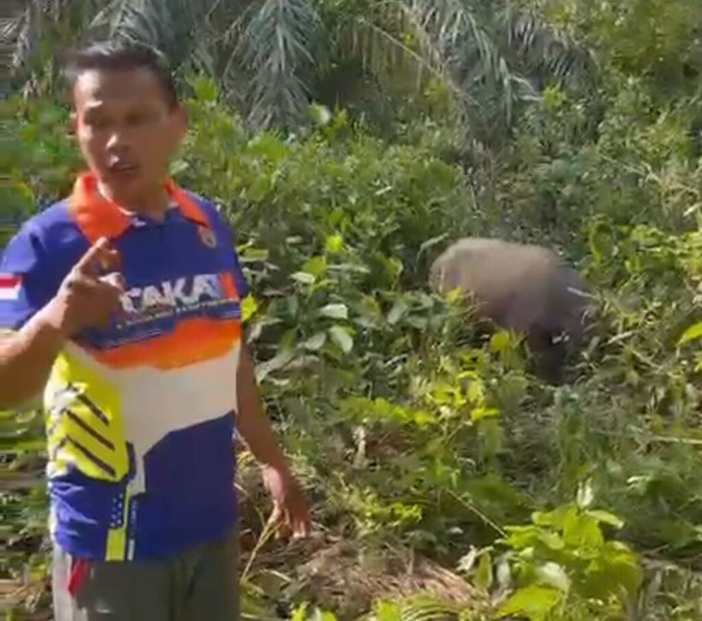 Keuchik Wan Jambo Lubok Ultimatum Pemilik Kerbau, Ancam Sembelih Jika Tak Segera Diambil