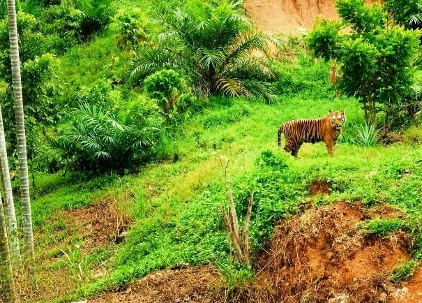 Harimau Dekati Permukiman, Polsek Simpang Jernih Berkoordinasi dengan BKSDA dan Imbau Warga Tingkatkan Kewaspadaan